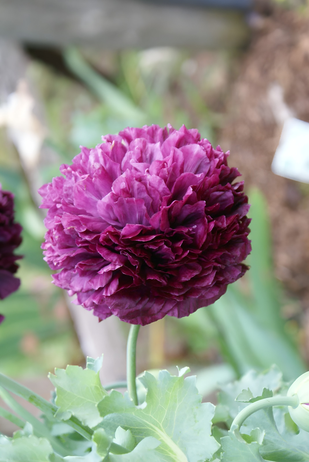 1,500 Purple Peony Poppy Seeds – P. Somniferum – Giant Purple Frilly Blooms