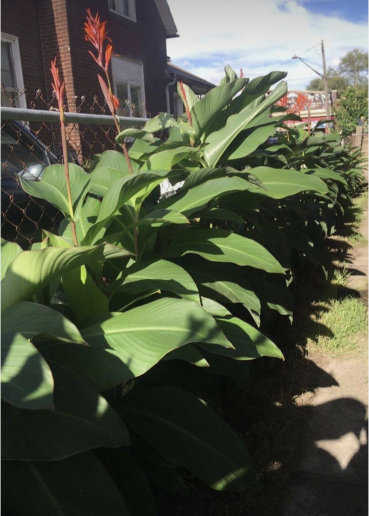 10 Green Leaf Orange Canna Lily/Lillies Bulbs