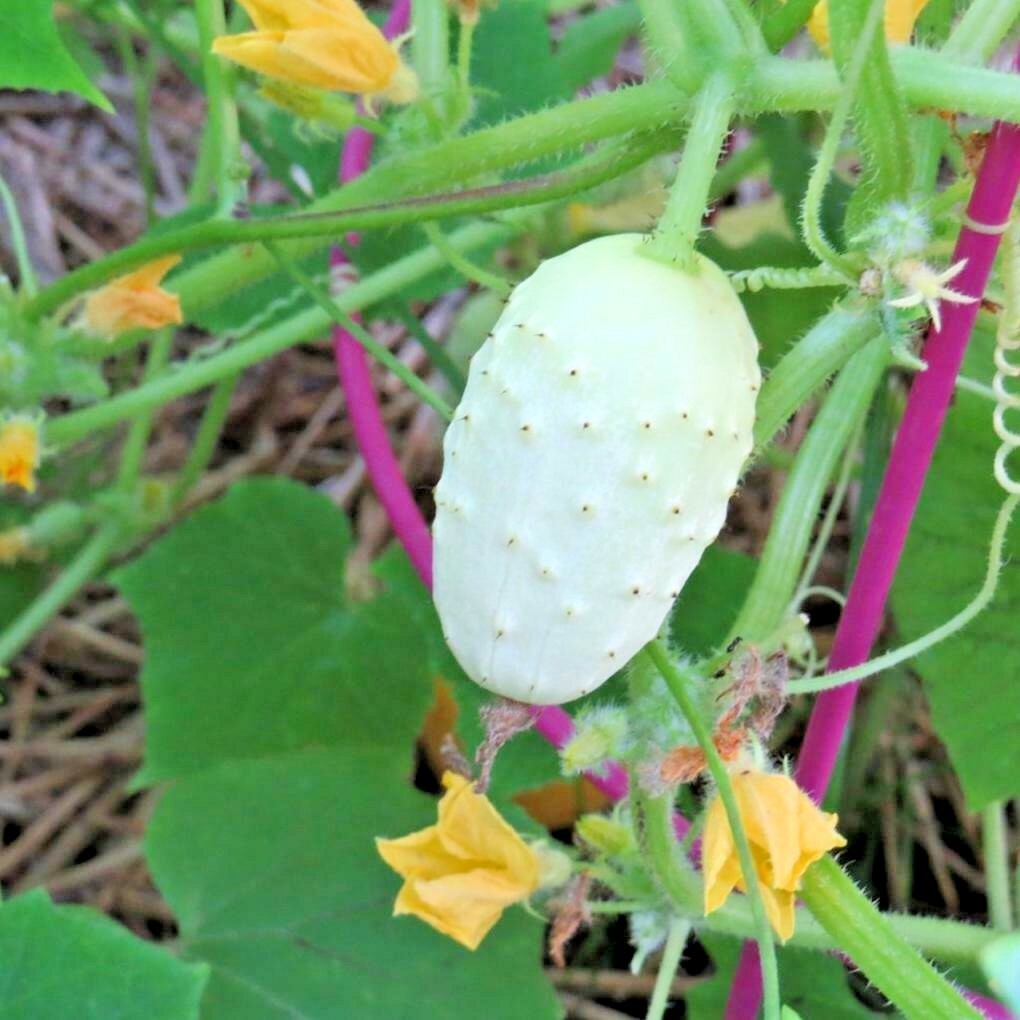 31+MINIATURE Sweet White Bush CUCUMBER Seed Container Vegetable Garden Organic