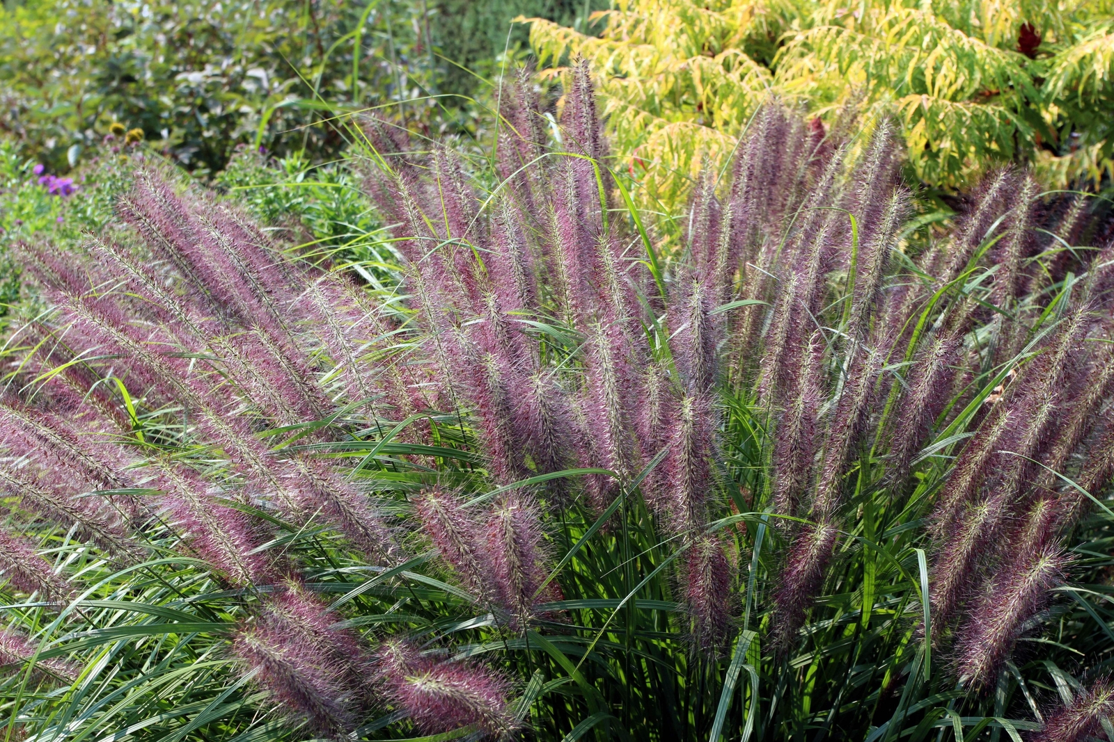 25 Dwarf Purple CHINESE FOUNTAIN GRASS Pennisetum Alopecuroides Hardy Ornamental