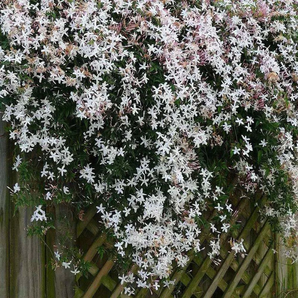 20 EXOTIC RARE JASMINE SEEDS for garden flower plant bush USA SELLER USPS