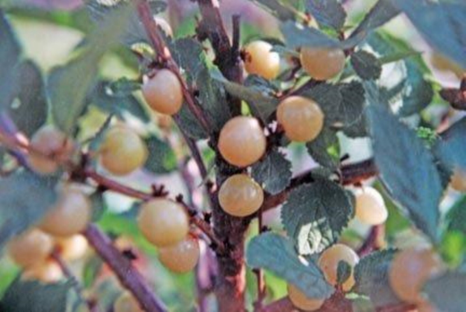 12-18” tall Ian – Nanking White Cherry 2 year old plant