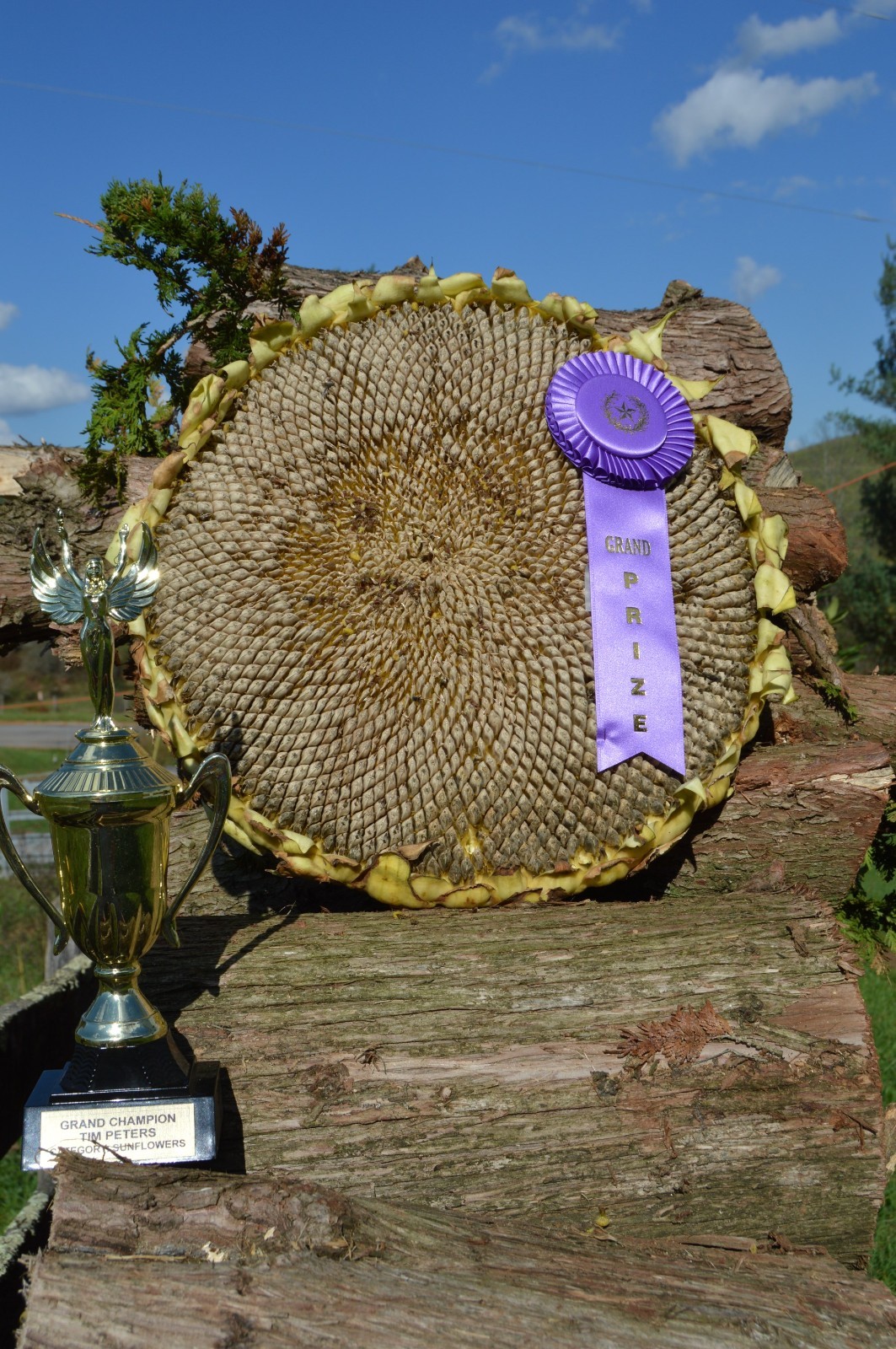 AMAZON SUNFLOWER / GRAND PRIZE AWARD WINNER / CHAMPION STRAIN / GIGANTIC PLANTS