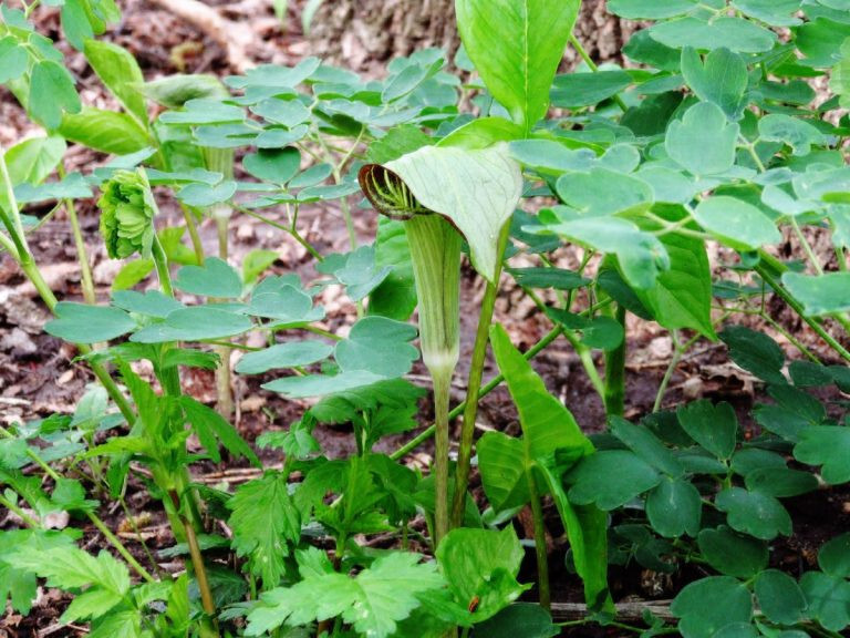 2 JACK IN THE PULPIT CORMS Arisaema Triphyllum large four year(001b)