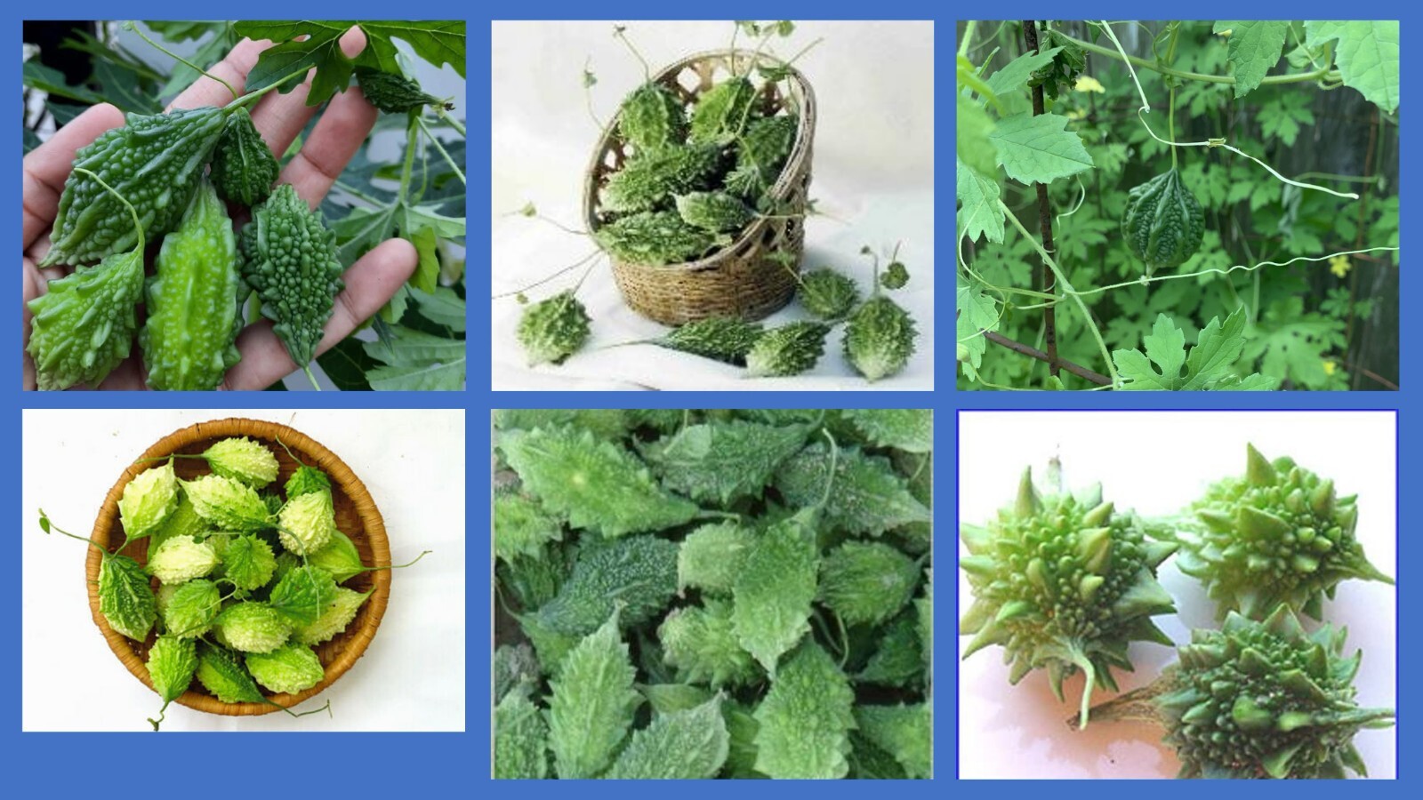 10+ Rare Small Bitter Melon/Balsam Pear/Bitter Gourd Seeds,(Annual).1″-3″ fruits