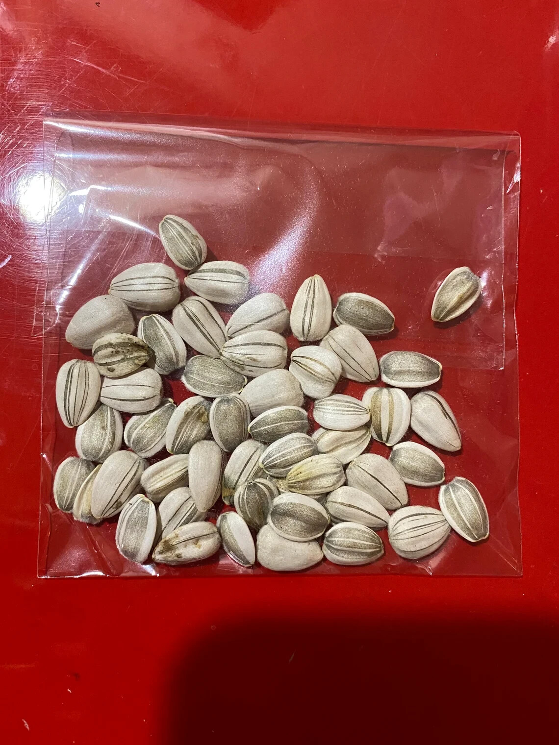 60+ Mammoth Russian Grey Stripe Sunflower Seeds “Brooklyn Botanical Garden Club”