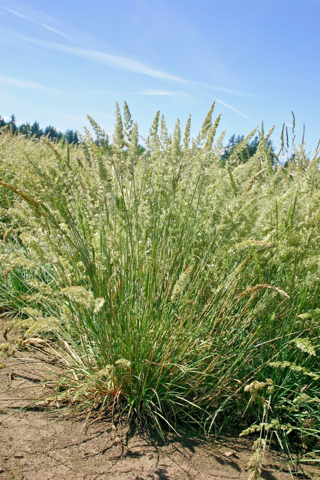 501+PRAIRIE JUNE GRASS Seeds Native Ornamental Drought Heat Cold Container Easy