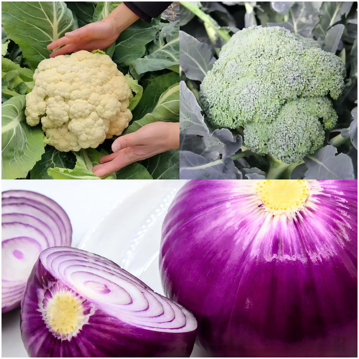 Atlas Vegetable Seeds Survival Garden Kit – Over 50,000 Seeds, 29 Varieties
