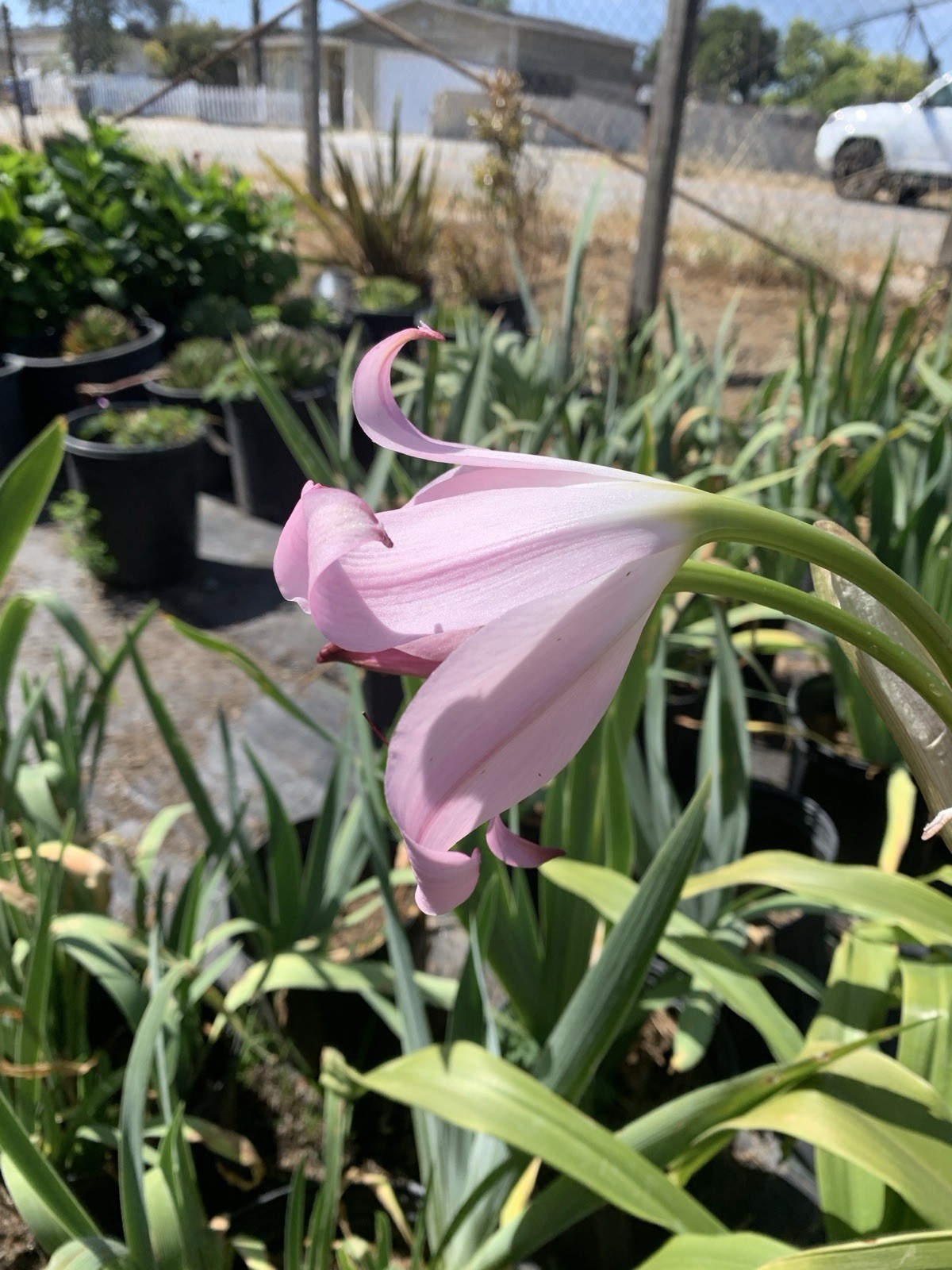 Crinum x Powellii Pink California Lily 1 Jumbo 4-5” Blooming Age Bulb Fragrant