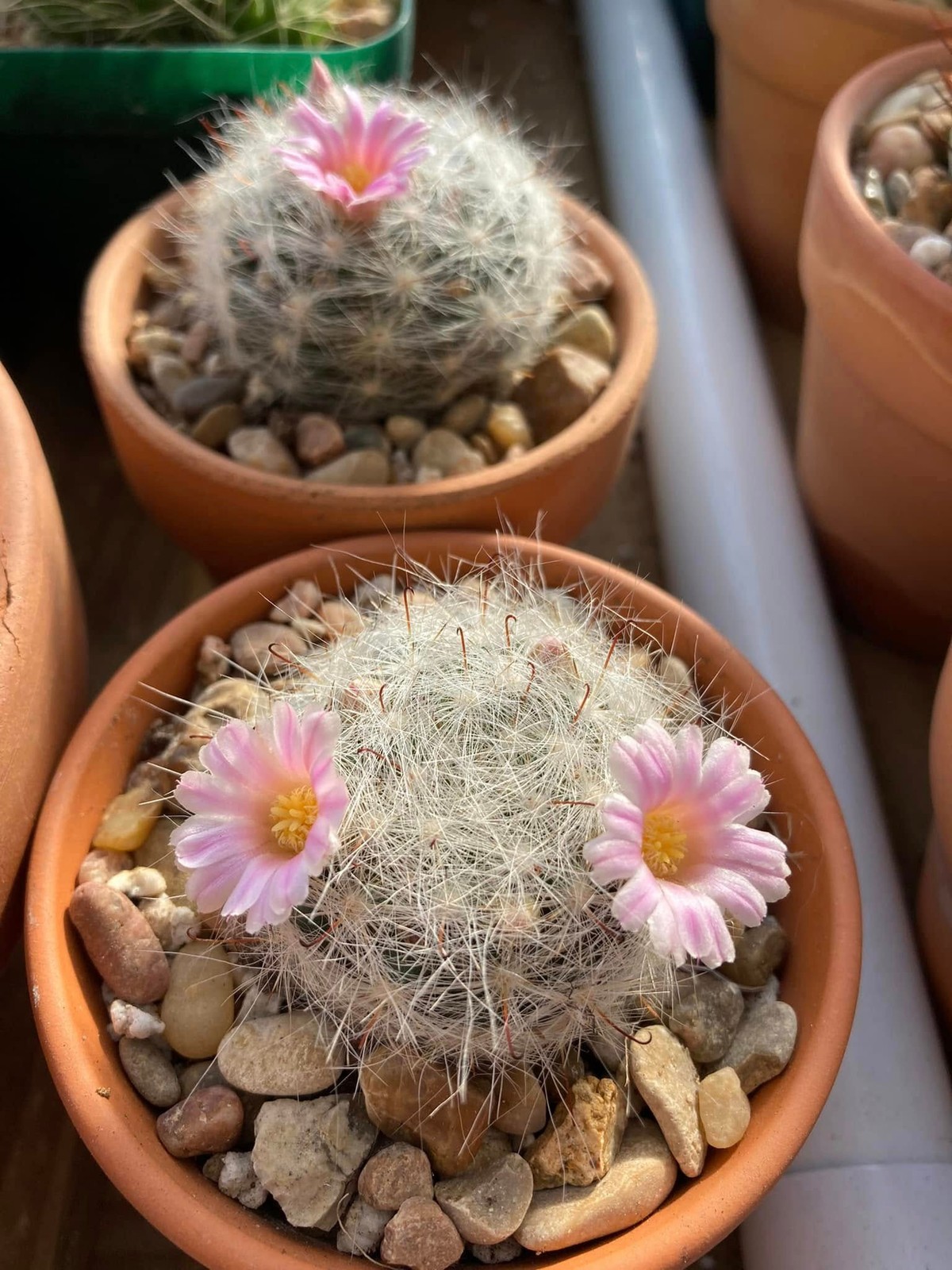 Seed- Mammillaria glassii 25+ seeds (2025)