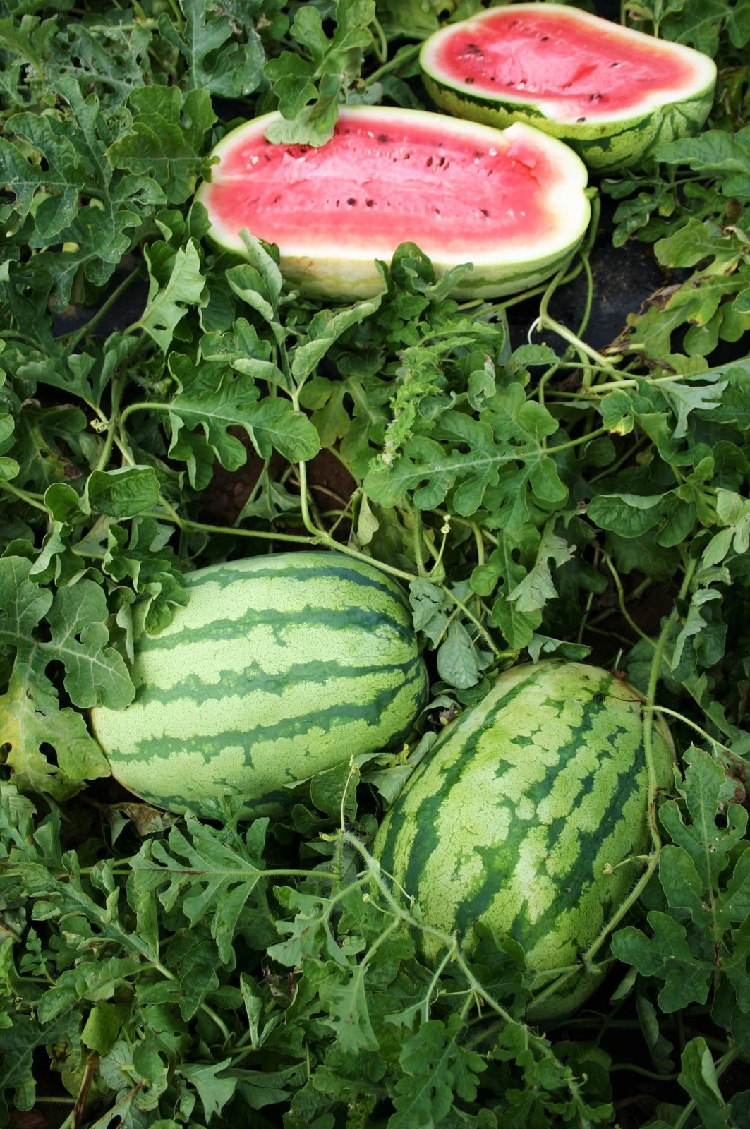 Jubilee Watermelon Seeds | Giant Sweet Green Striped Red Fruit Seed Fresh 2024