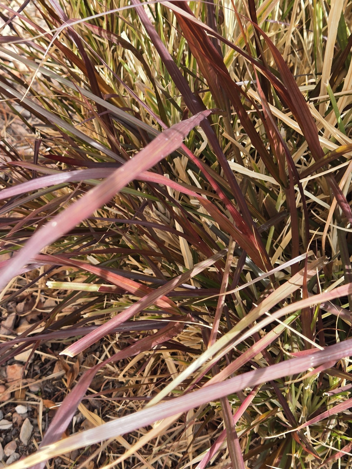 PURPLE FOUNTAIN GRASS, Ornamental Pennisetum Setaceum, Dark Burgundy (30 Seeds)