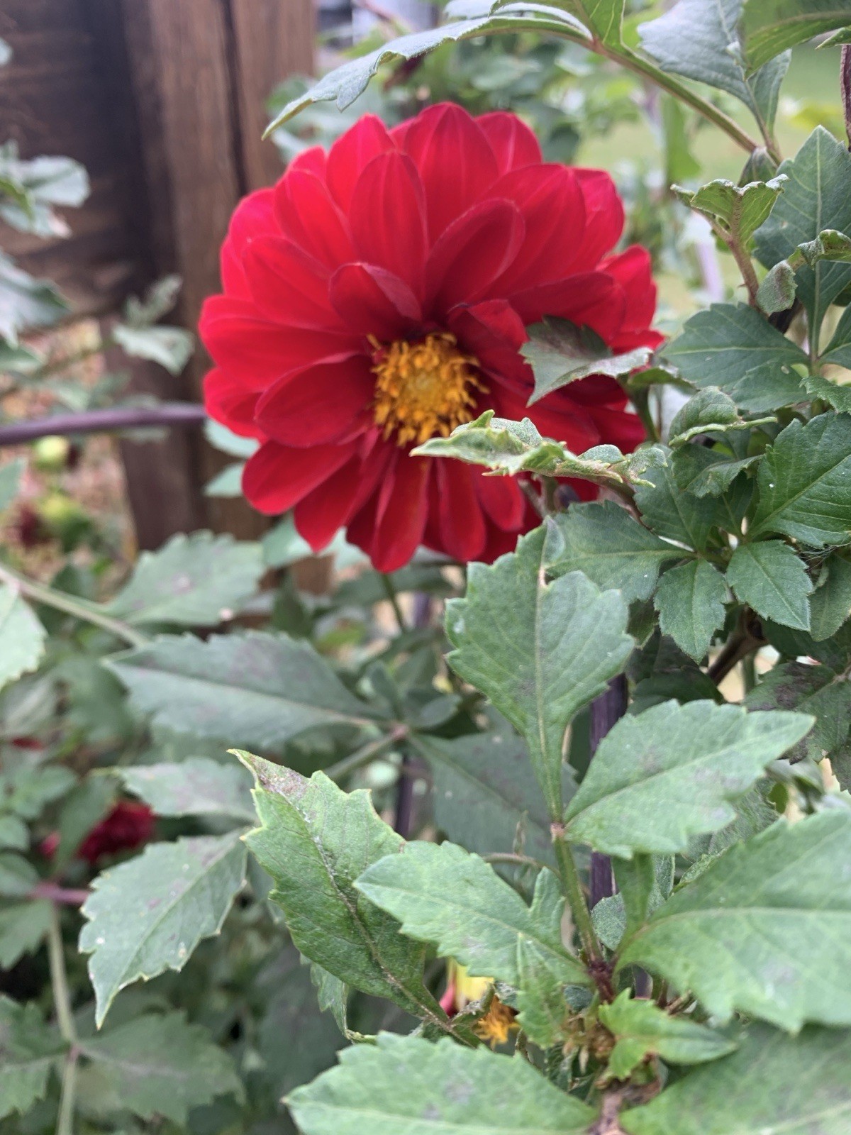 RED DAHLIA Bulbs Rhizome, Green Leaves, Bright Red Flower, Bulbs {g