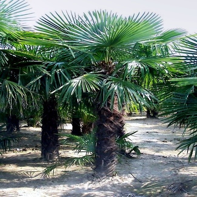 10 WINDMILL FAN PALM Tree Seeds Trachycarpus Fortunei MOST COLD HARDY Palm Plant