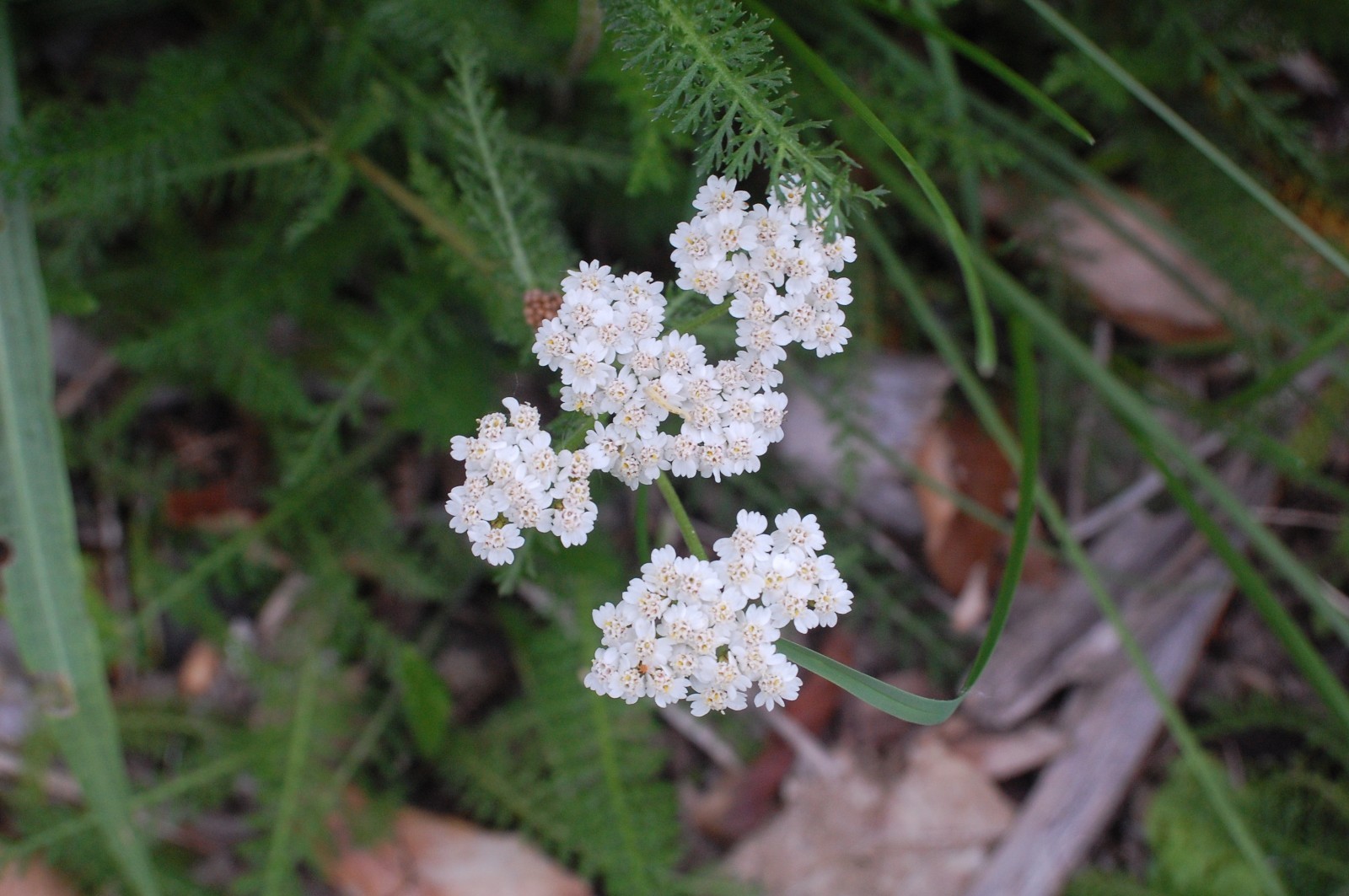 White Yarrow Seeds/1 gram +/Achillea millefolium L./Native US Plant/Medicinal