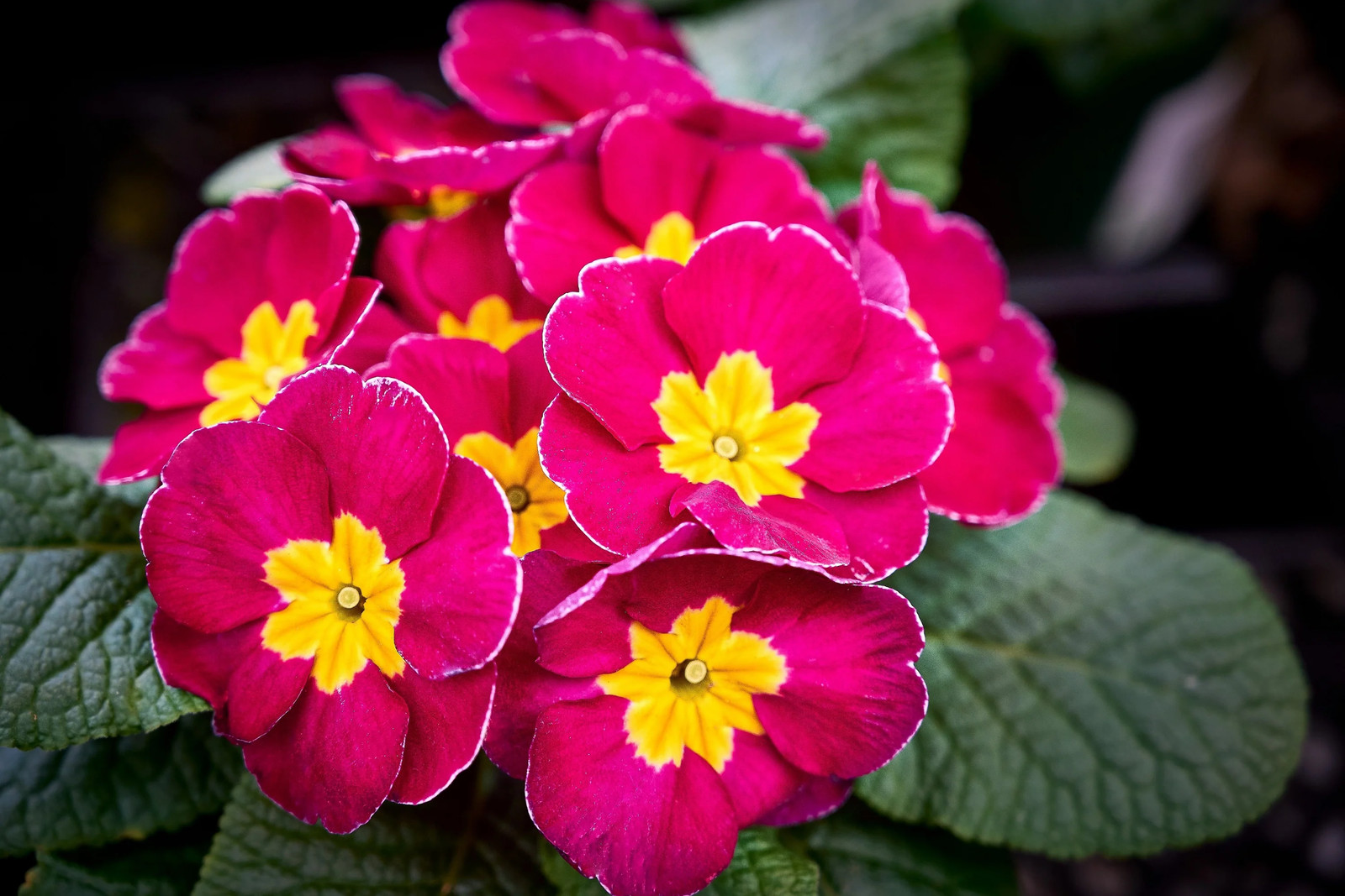 50 MIXED ENGLISH PRIMROSE Primula Vulgaris Acaulis Shade Houseplant Flower Seeds
