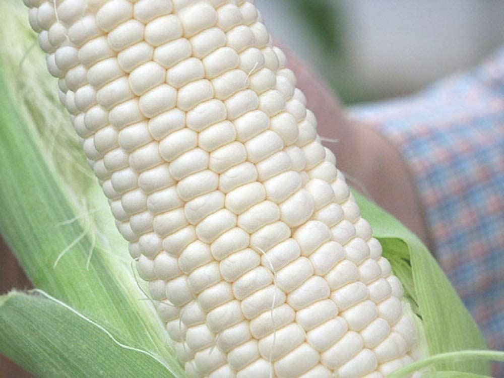 Corn Seed , Stowell’s Evergreen Corn Seeds,”COOL BEANS N SPROUTS” Brand. Home G
