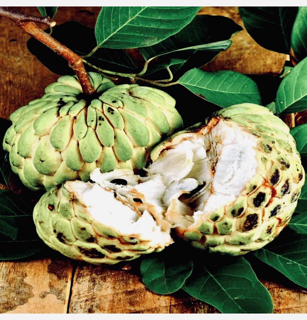 ORGANIC “Sugar Apple” Fruit Tree Seeds (Annona squamosa) Tropical Sweetsop Plant