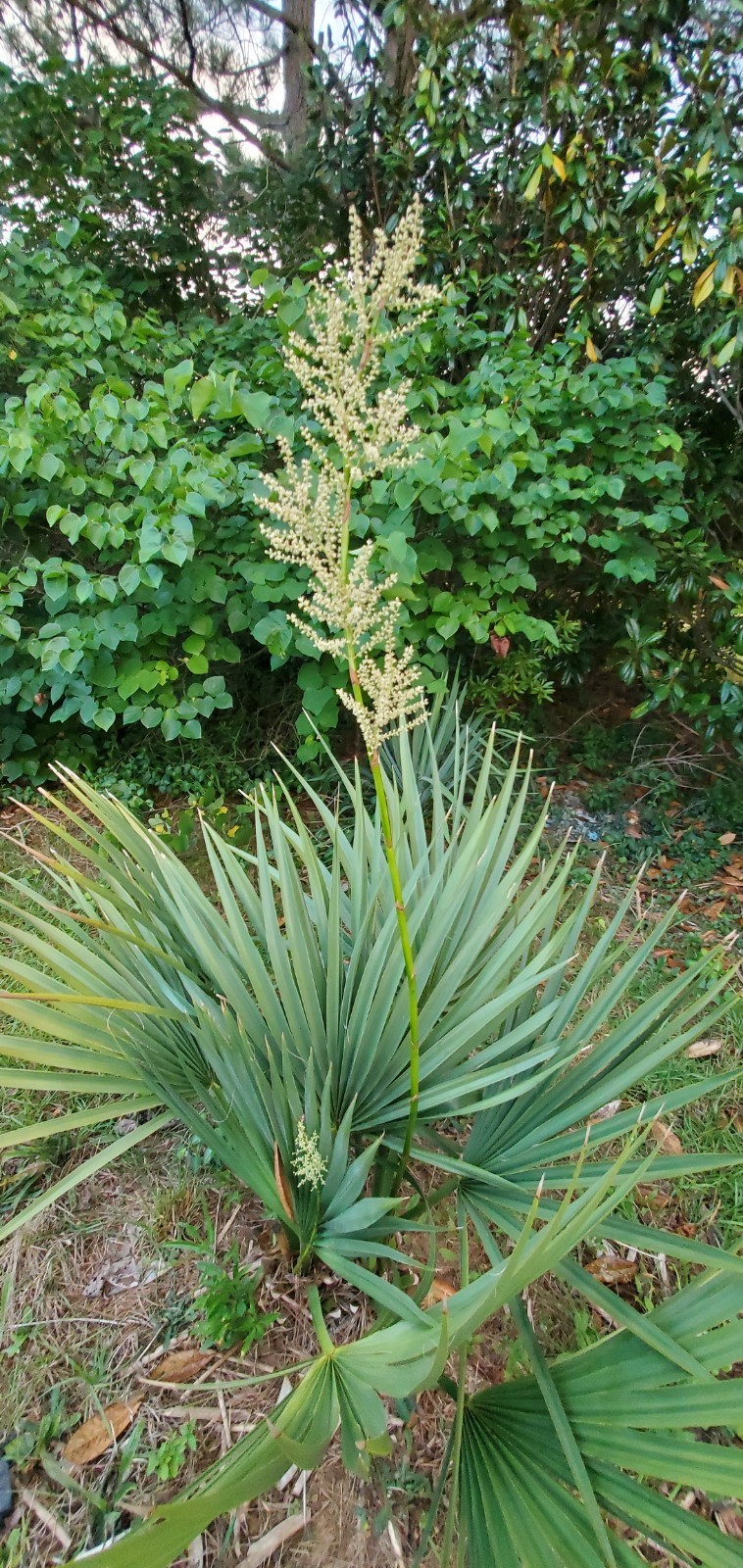 20 Palm Seeds Of Various Species