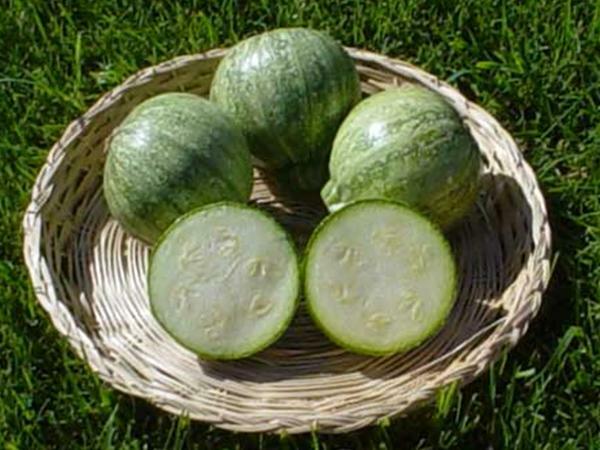 Round Zucchini Squash Seed, NON GMO – Heirloom, FUN FAVORITE IN KITCHEN & GARDEN