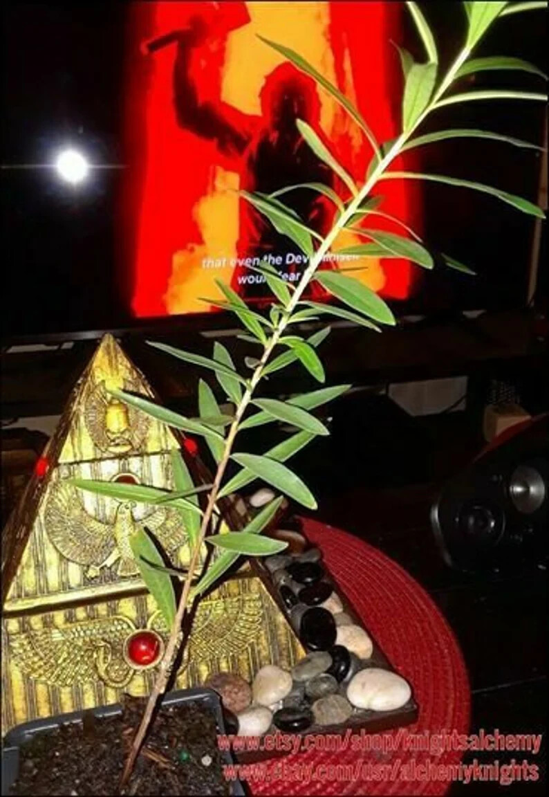 Sun Opener Live Plant 1 – 10+ inch Heimia Salicifolia Sacred Organic & Homemade
