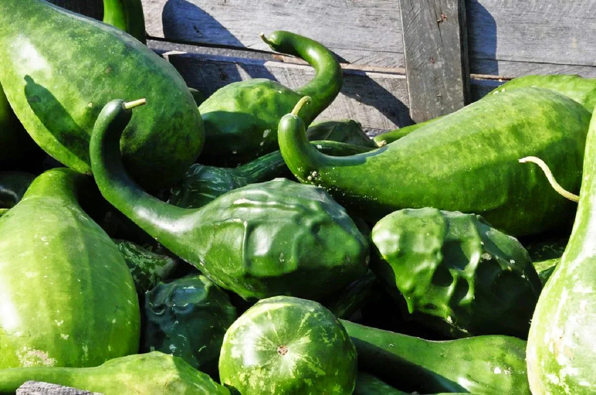 Caveman’s Club Gourd Seeds | Maranka Ornamental Birdhouse Bottle Craft Seed 2025