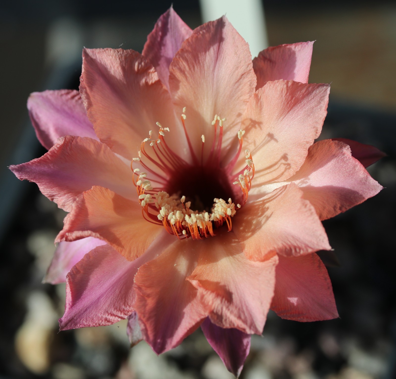Echinopsis hybrid ‘Ishtar’