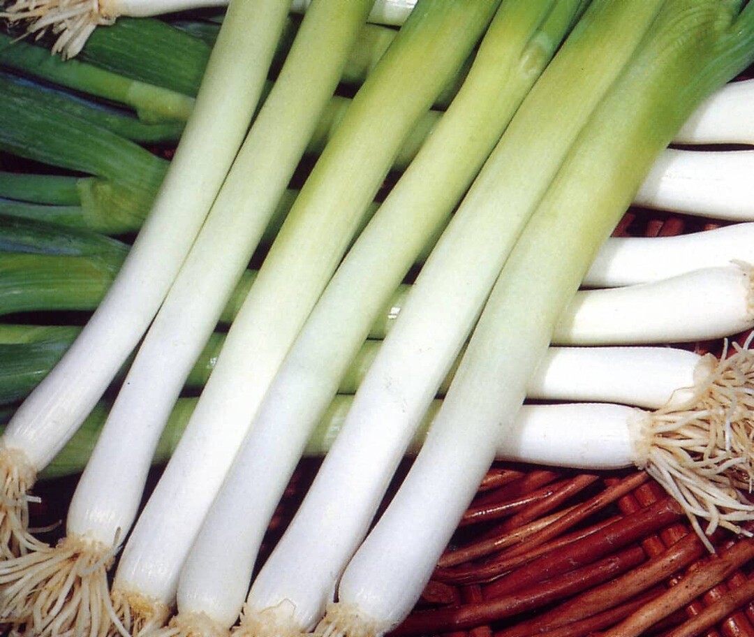 50 Organic Green Onion Seeds -“Ishikura Improved”, FREE SHIPPING