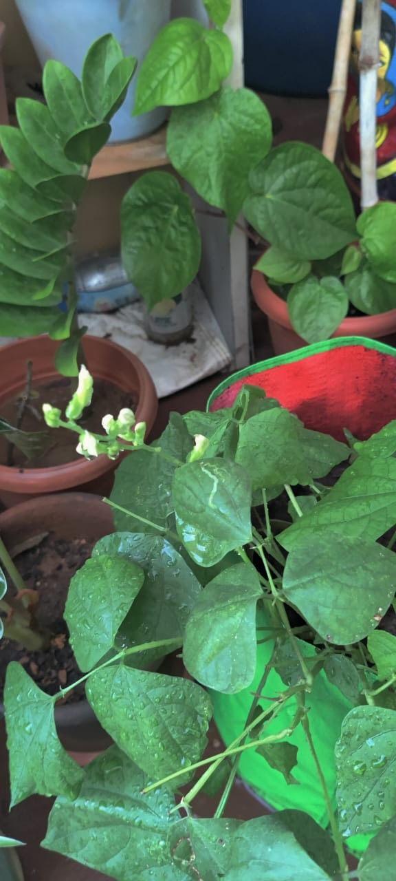 Yard Long Bean green Karamani Bush type Compact Growth And High Yields 15 Seeds