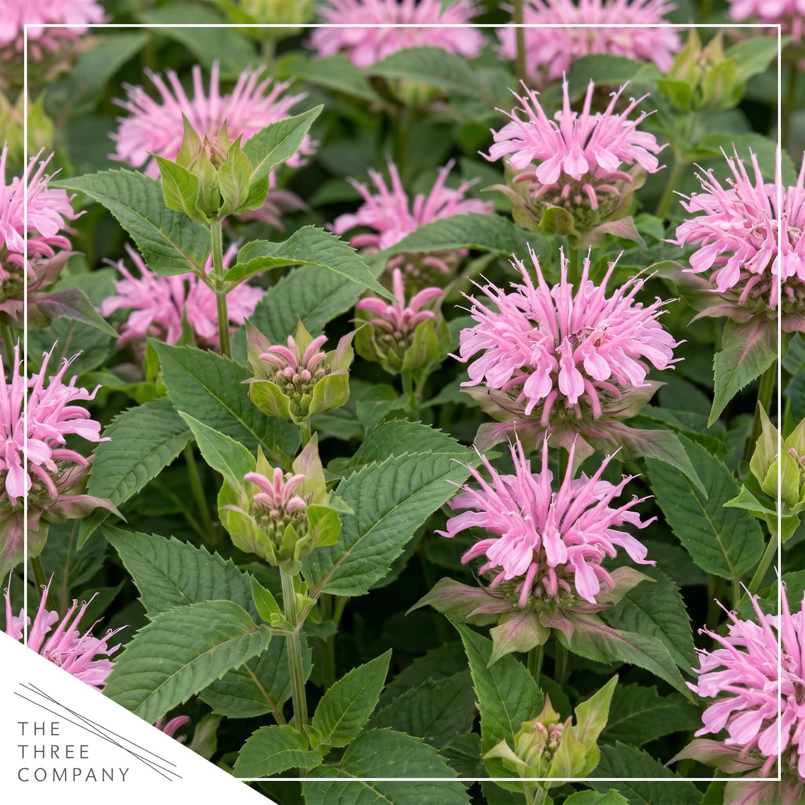 Live Flowering Bee Balm – Balmy Pink (2 Plants Per Pack), Pollinator – Attrac…
