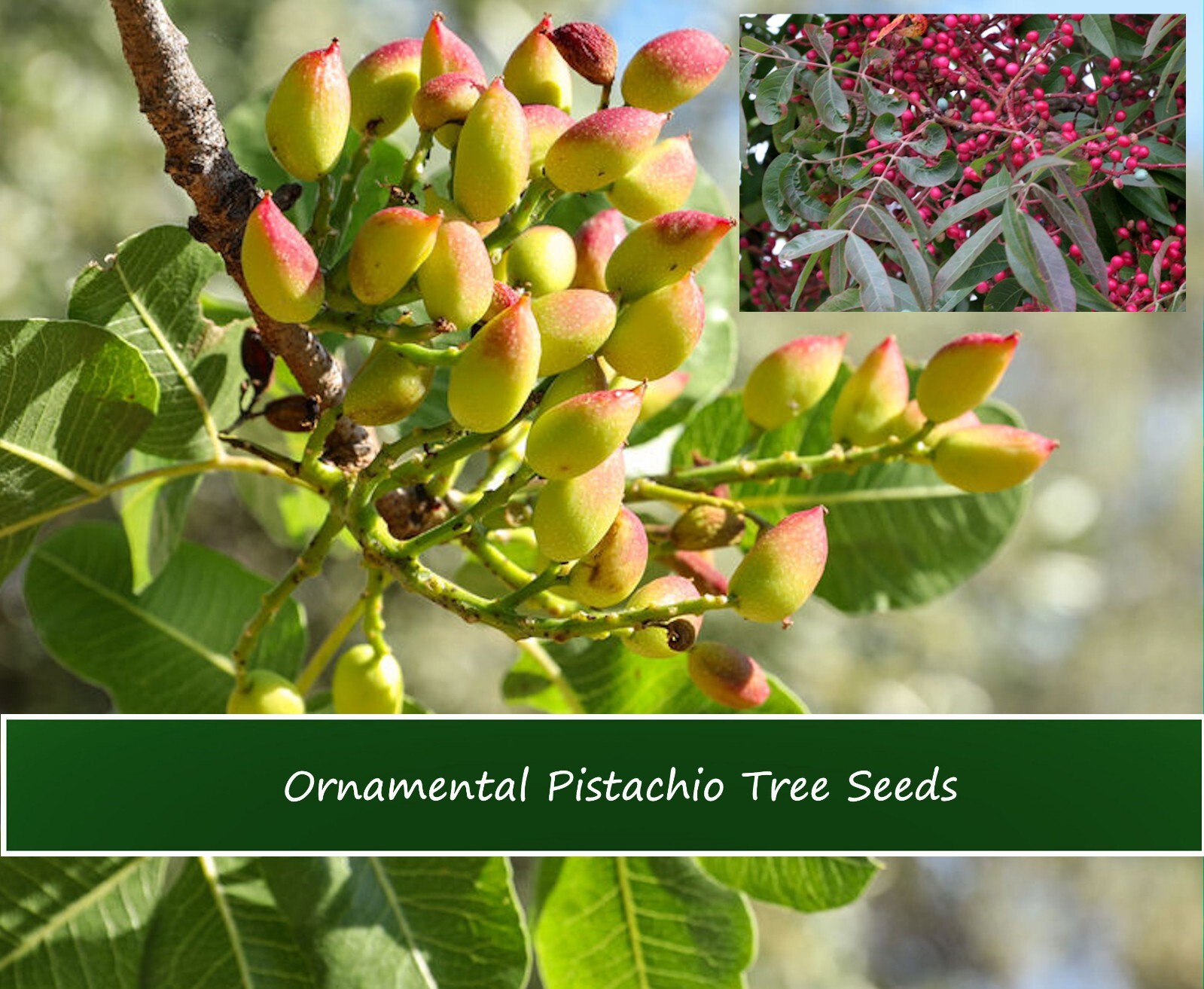 Heirloom Tree Seeds – Ornamental Pistachio- 20 Seeds – -Pistacia chinensis