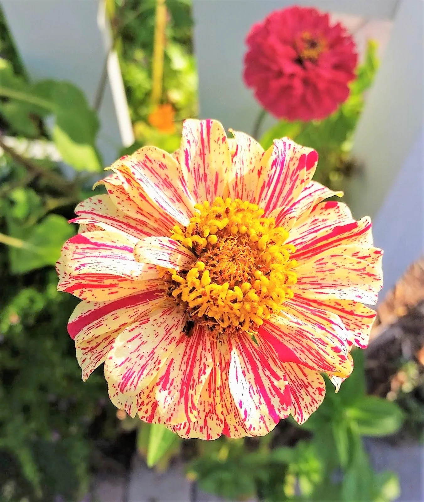 Peppermint Candy Stripe Zinnia Seeds – For 2026 Planting New Lot Giant