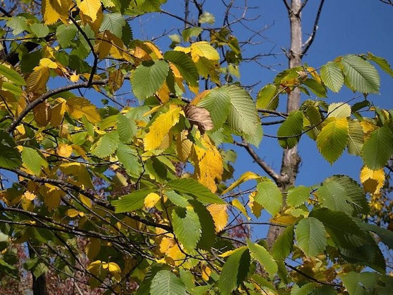 1 American Elm Tree 12-24″ Ulmus americana Bare Root