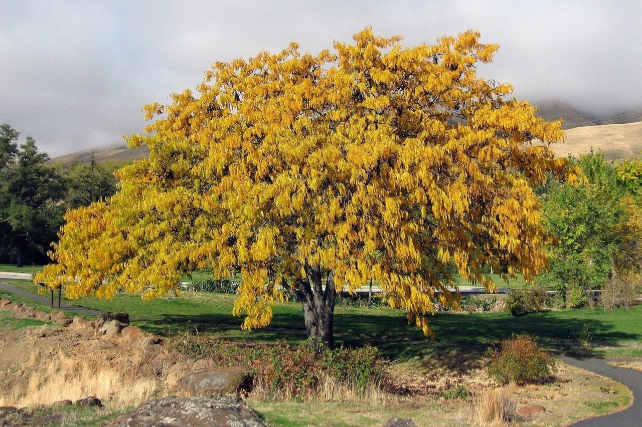 25+ Thornless Honey Locust Seeds (Gleditsia Tricanthos) Native Harvest Oct 2024