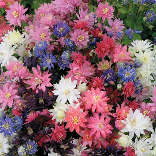 Columbine TALL DOUBLE Mix Perennial Native Spring Flowers Non-GMO 200 Seeds!