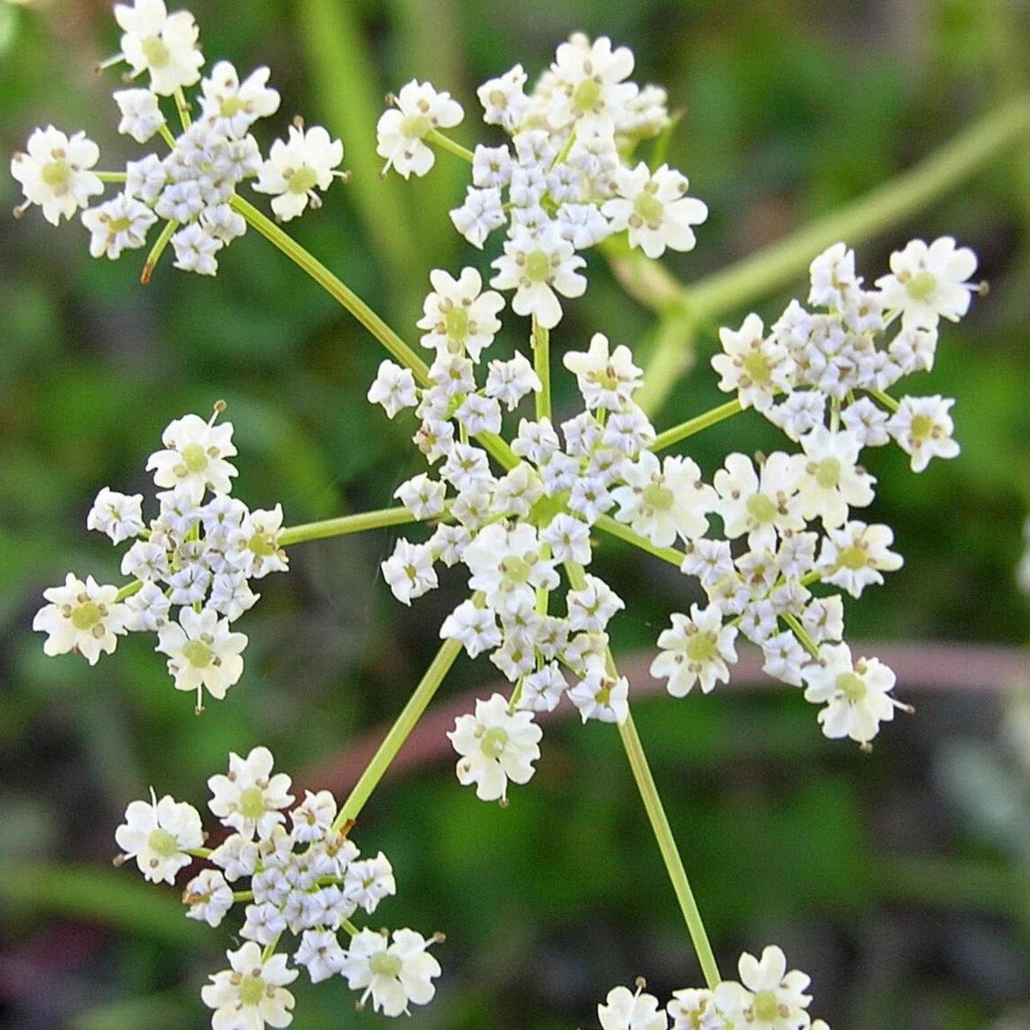 Caraway Seeds – For 2025 Planting Non-GMO Heirloom Herbs Vegetable USA Plant