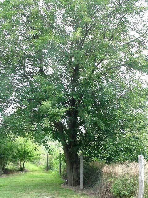 Black Mulberry, Morus nigra, Tree Seeds (Hardy, Edible)