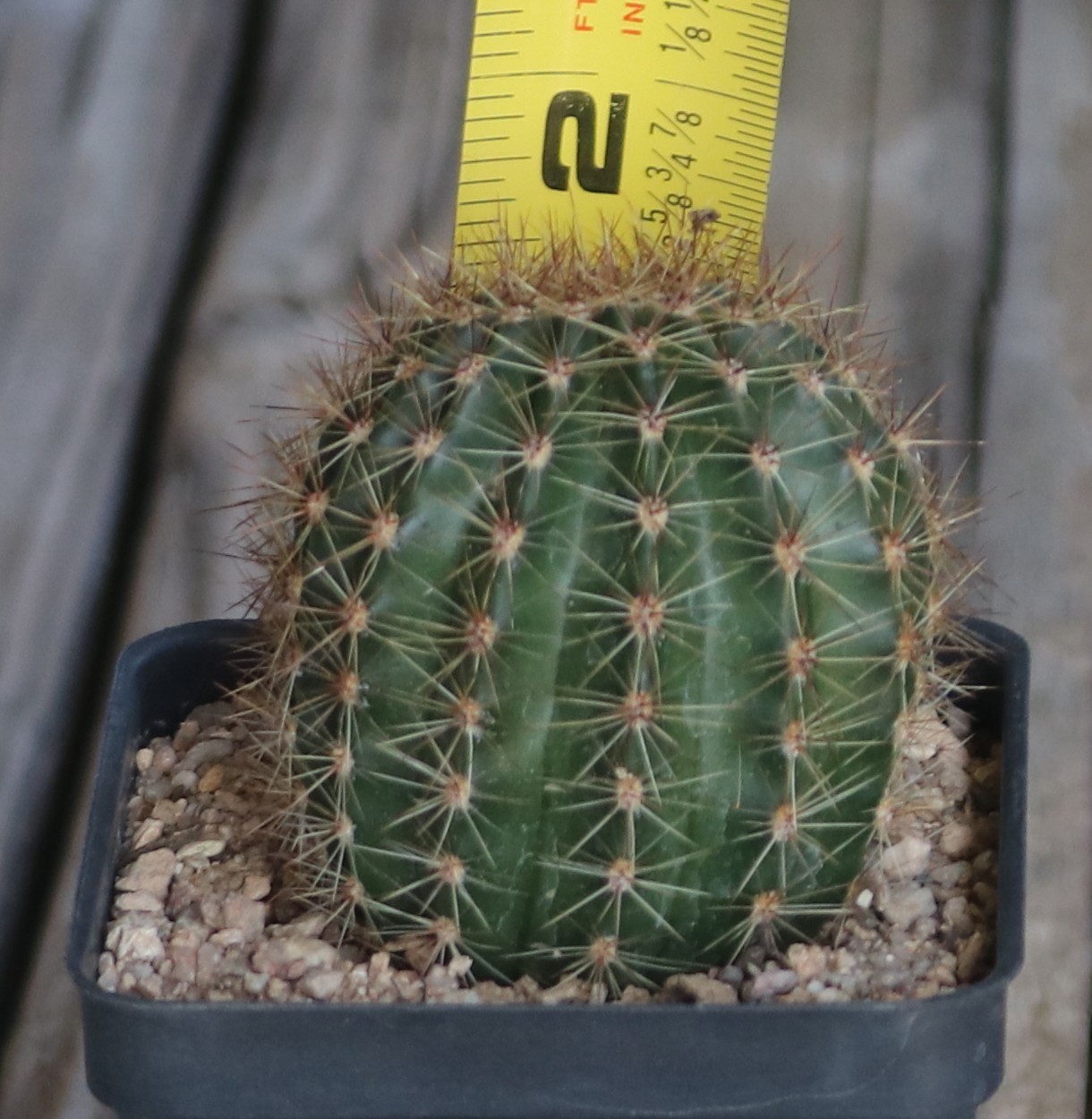 Echinopsis hybrid ‘Pink Glow’