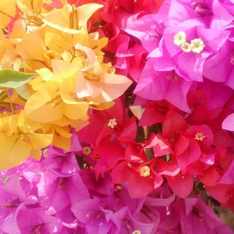 Multicolor Bougainvillea, Trangular Plum-South American Jasmine 50 Seeds , Strik