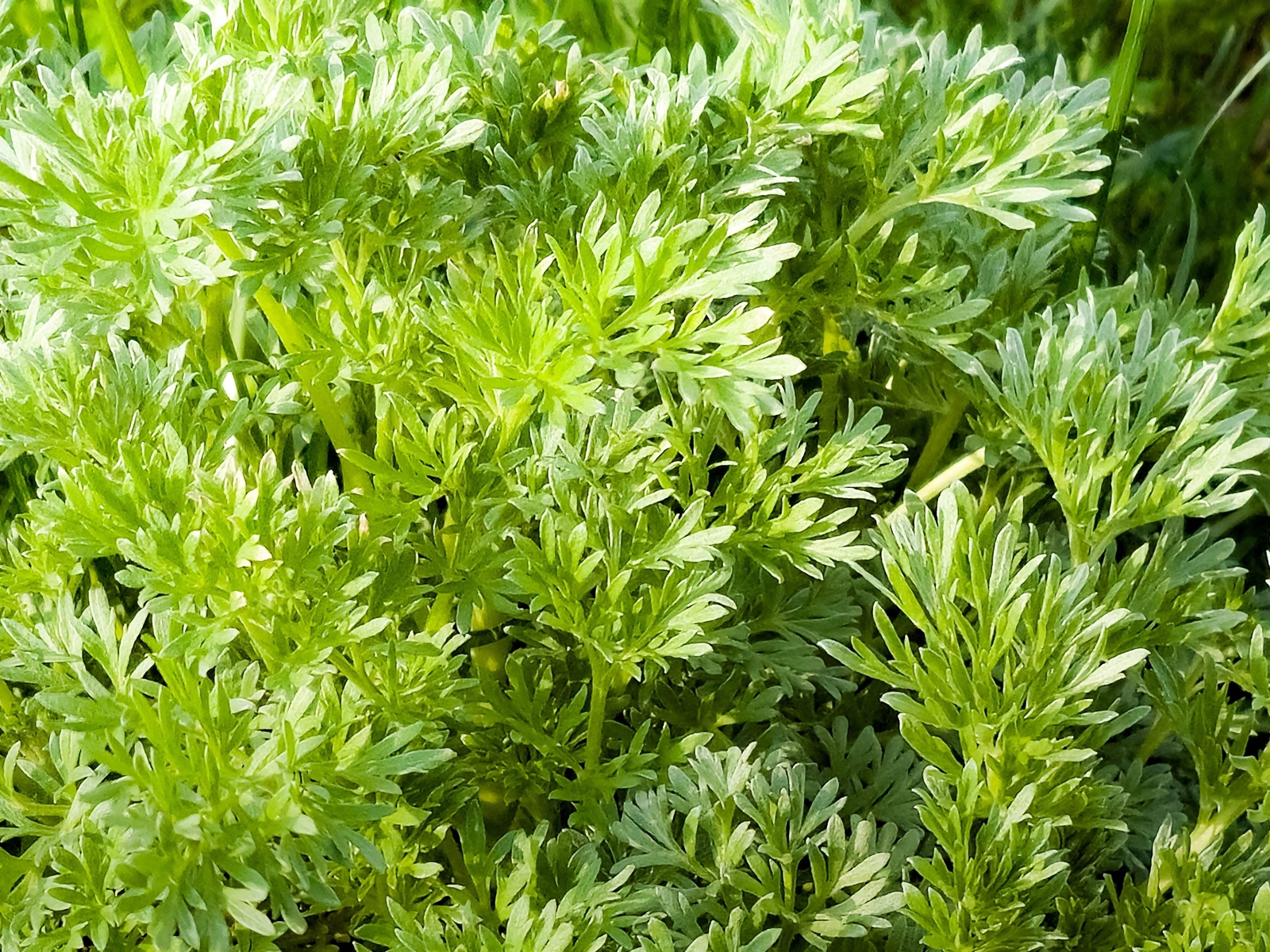 1000 SWEET WORMWOOD Artemisia Annua Sweet Annie Mugwort Sagewort Herb Seeds