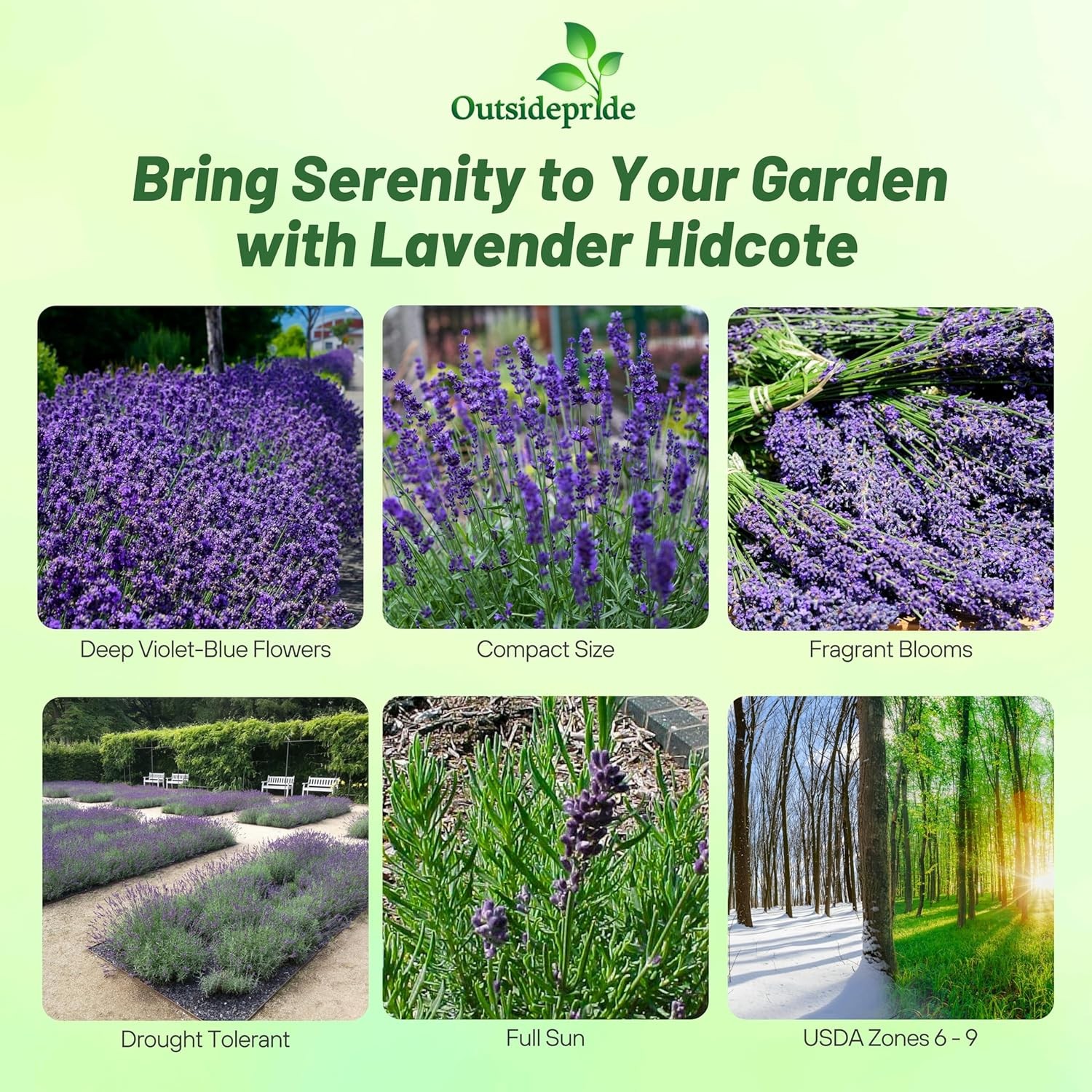 2000 Seeds Lavender Hidcote Drought Tolerant Herb Garden Plants For Xeriscaping