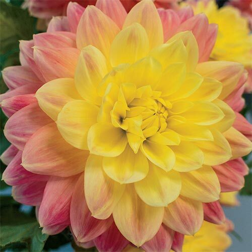 Lemon Star Double Flowering Amaryllis Spectacular Flower Bulb, Check our Store