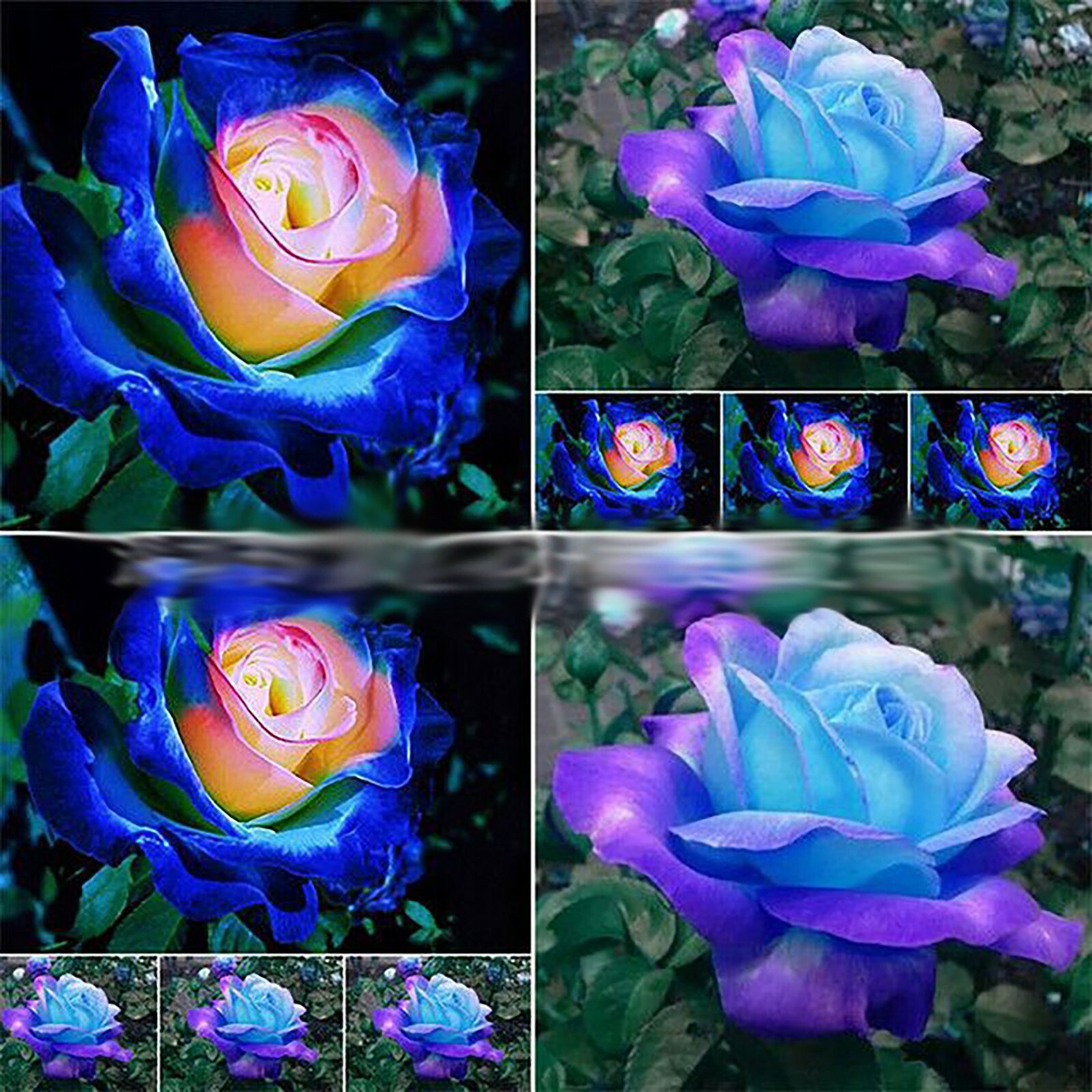 Midnight Blue, Black, Duo Color Rose 100 Seeds~ Rare-Free Shipping-USA Seller