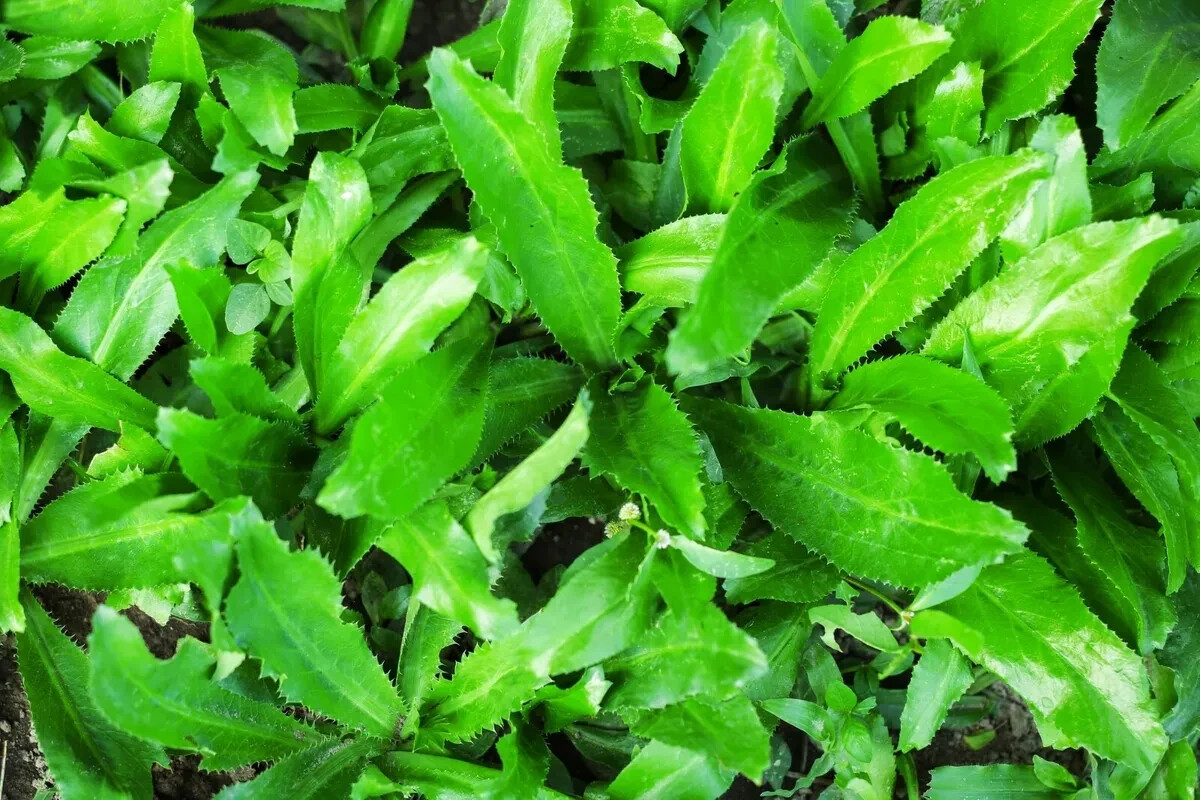 Vietnamese Culantro Seeds – Ngo Gai – HEIRLLOM – NON-GMO 250MG