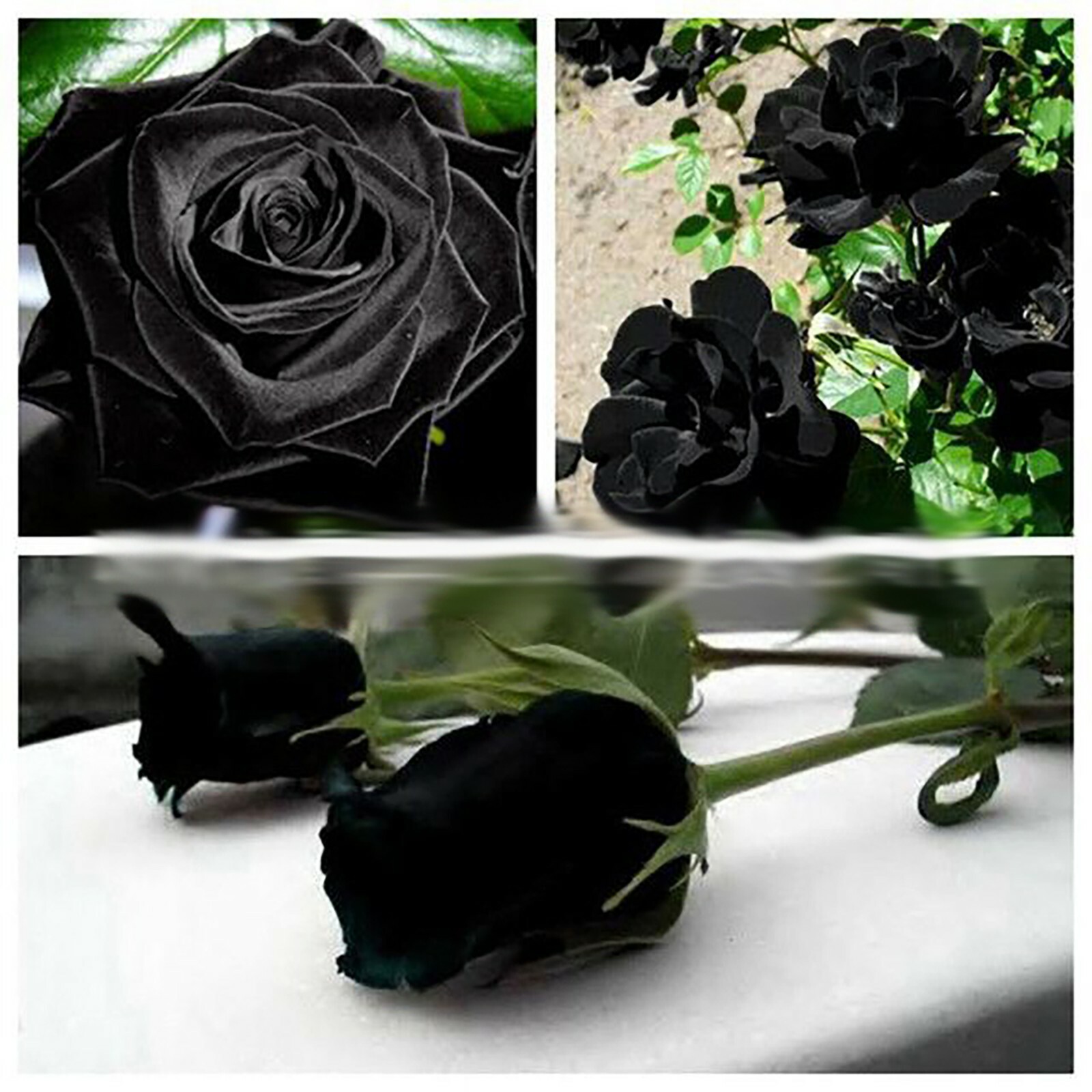 Midnight Blue, Black, Duo Color Rose 100 Seeds~ Rare-Free Shipping-USA Seller