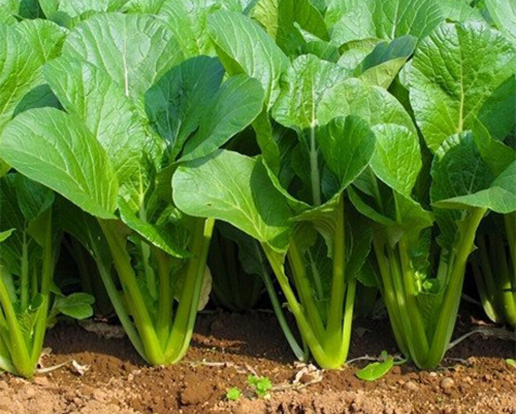 200+ Seeds Tendergreen Mustard(Brassica juncea) Spinach mustard Komatsuna USA