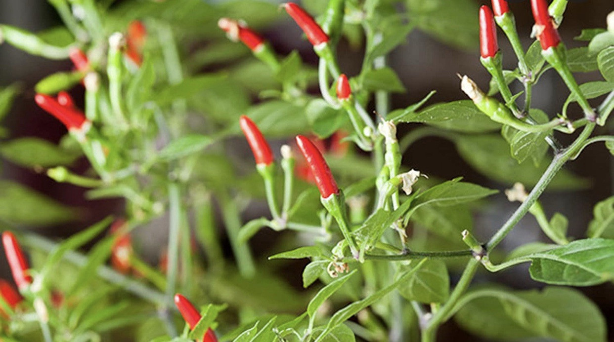 50 SEEDS Thai Garden Bird Pepper | Siling Labuyo | Red Hot Pepper