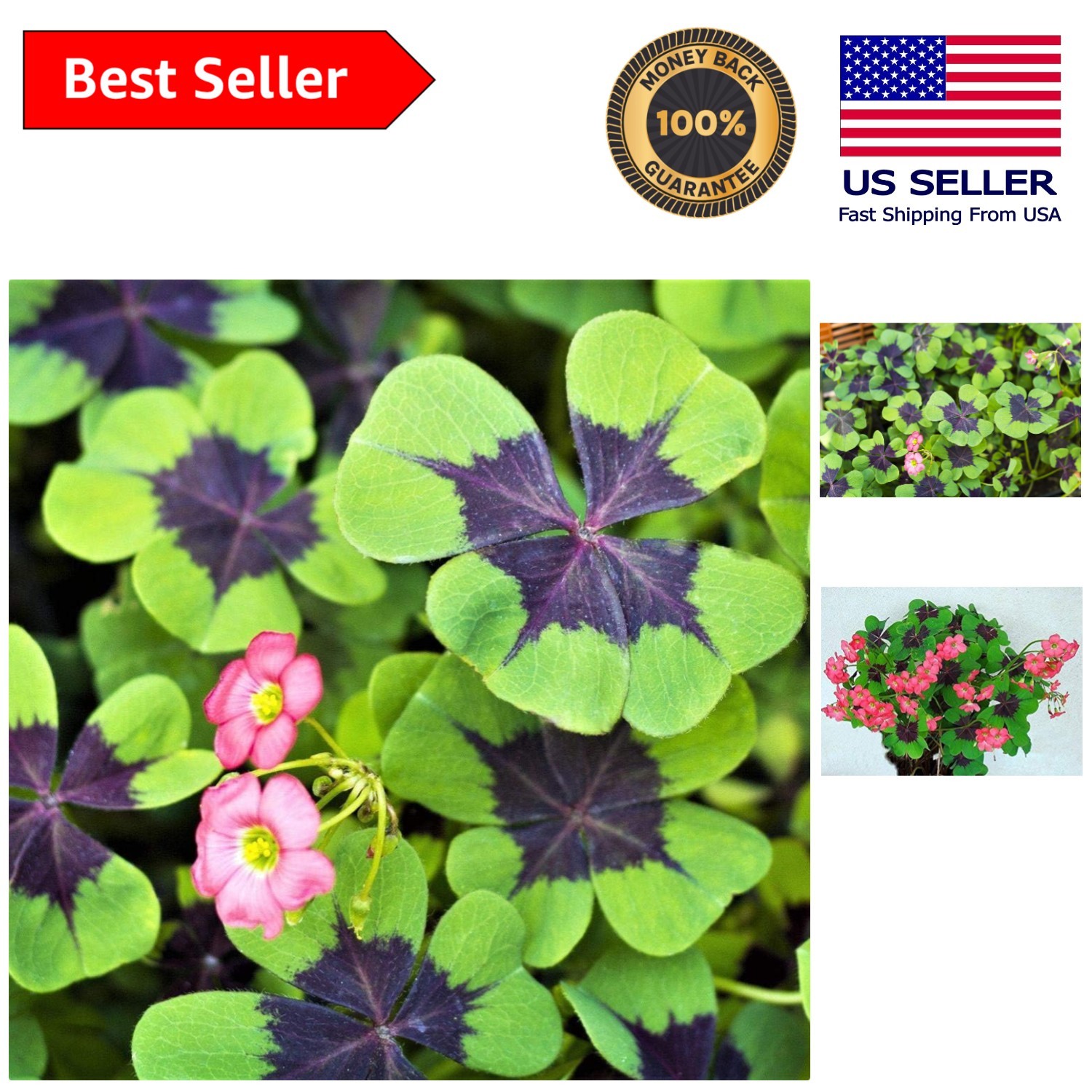 Indoor/Outdoor 20 Pack Good Luck Shamrock Bulbs – Iron Cross for All Seasons
