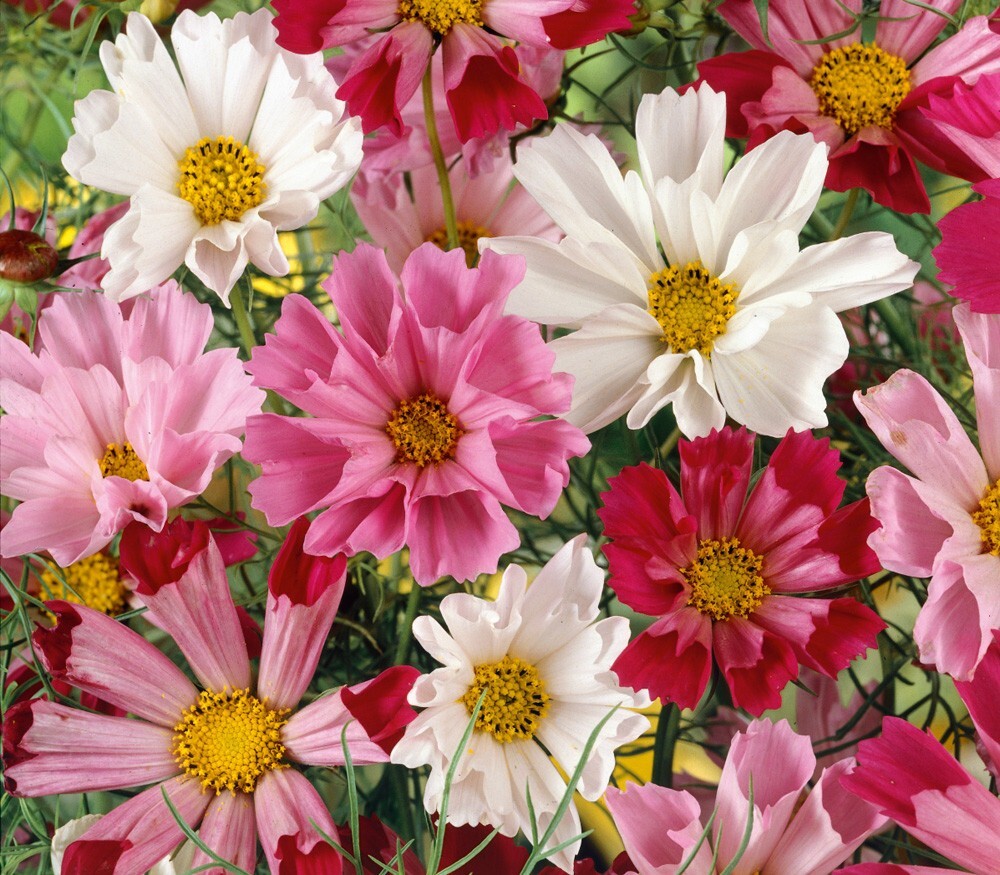 Cosmos Flower Seeds, Sea Shell Cosmos, Seeds to plant in your home garden.