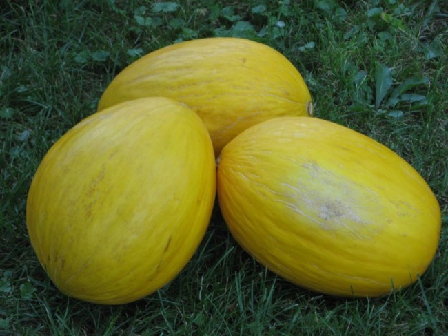 Crenshaw Melon Seeds, Cranshaw, Heirloom, NON-GMO, Variety Sizes, FREE SHIPPING